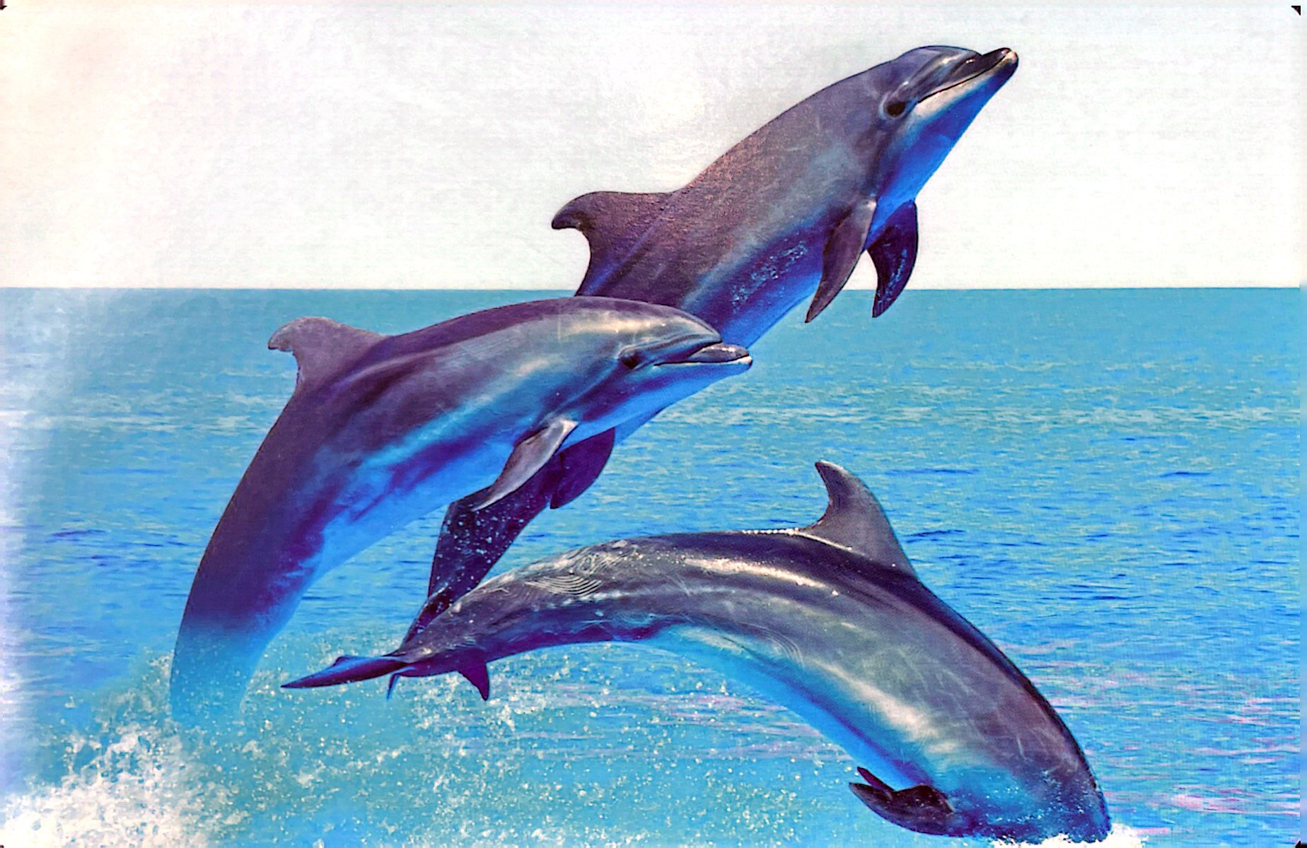 flash card tiếng anh - sea animals (động vật biển) (tái bản 2023) - Ảnh 3