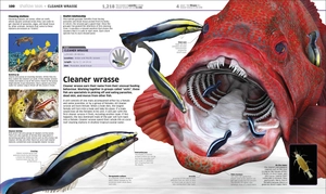 knowledge encyclopedia ocean!: our watery world as you've never seen it before - Ảnh 6