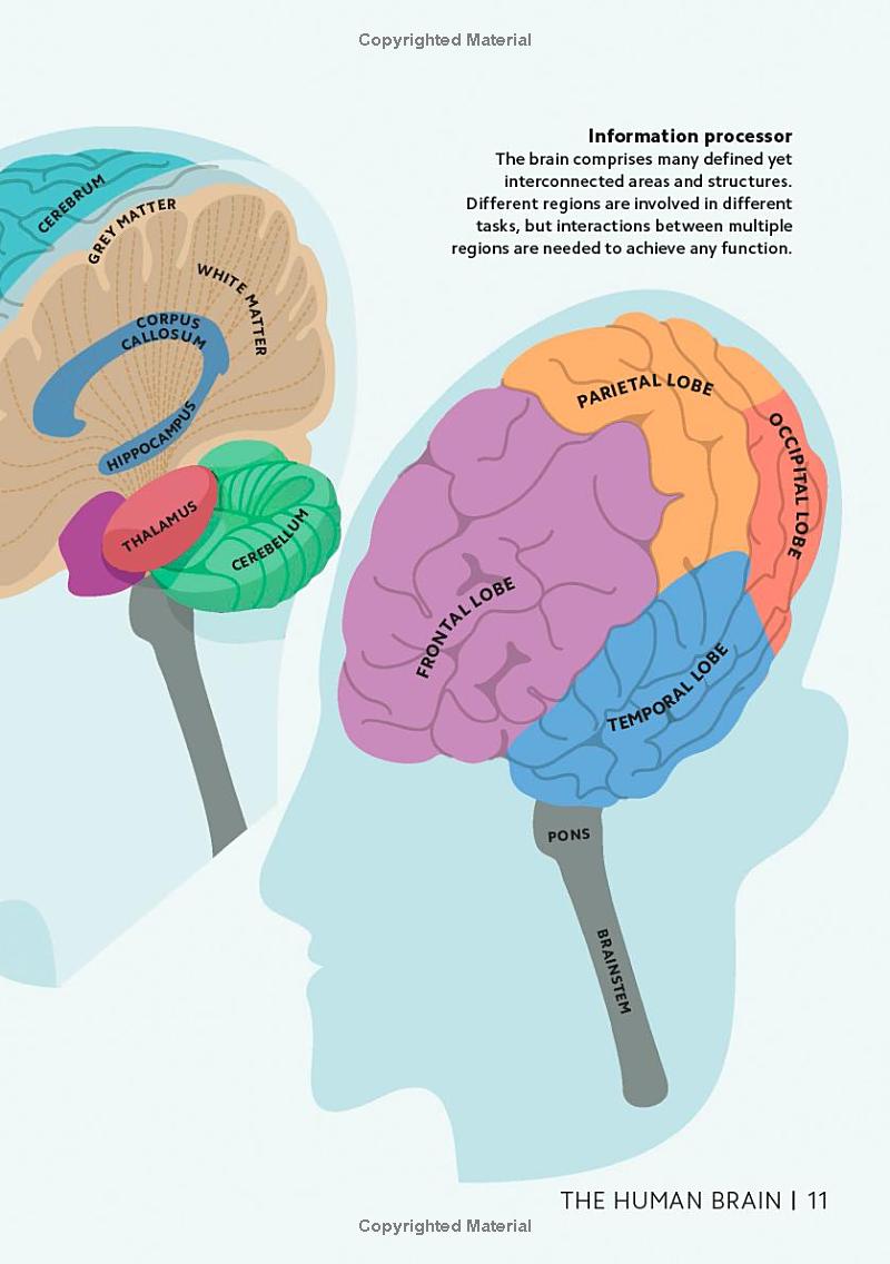simply the brain - Ảnh 11