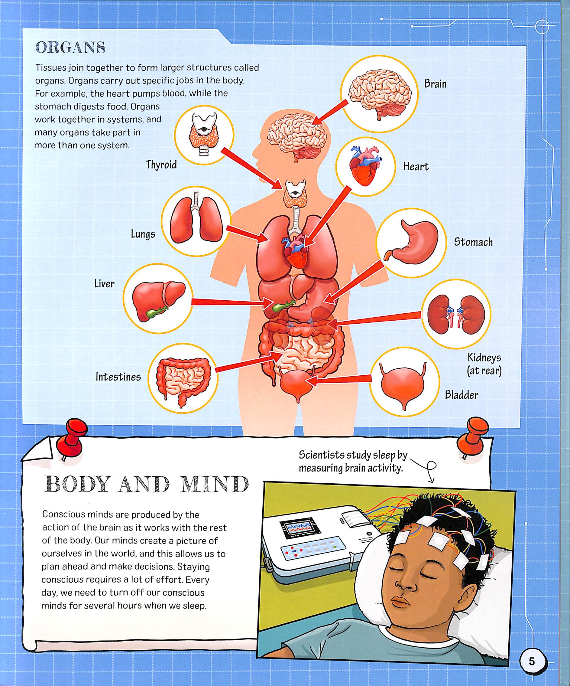 the spectacular science of the human body - Ảnh 4