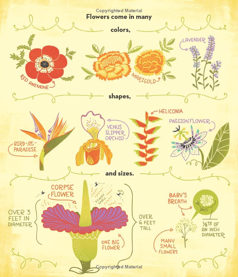 what's inside a flower? - Ảnh 12